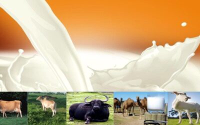 How do you get milk in your kitchen ?